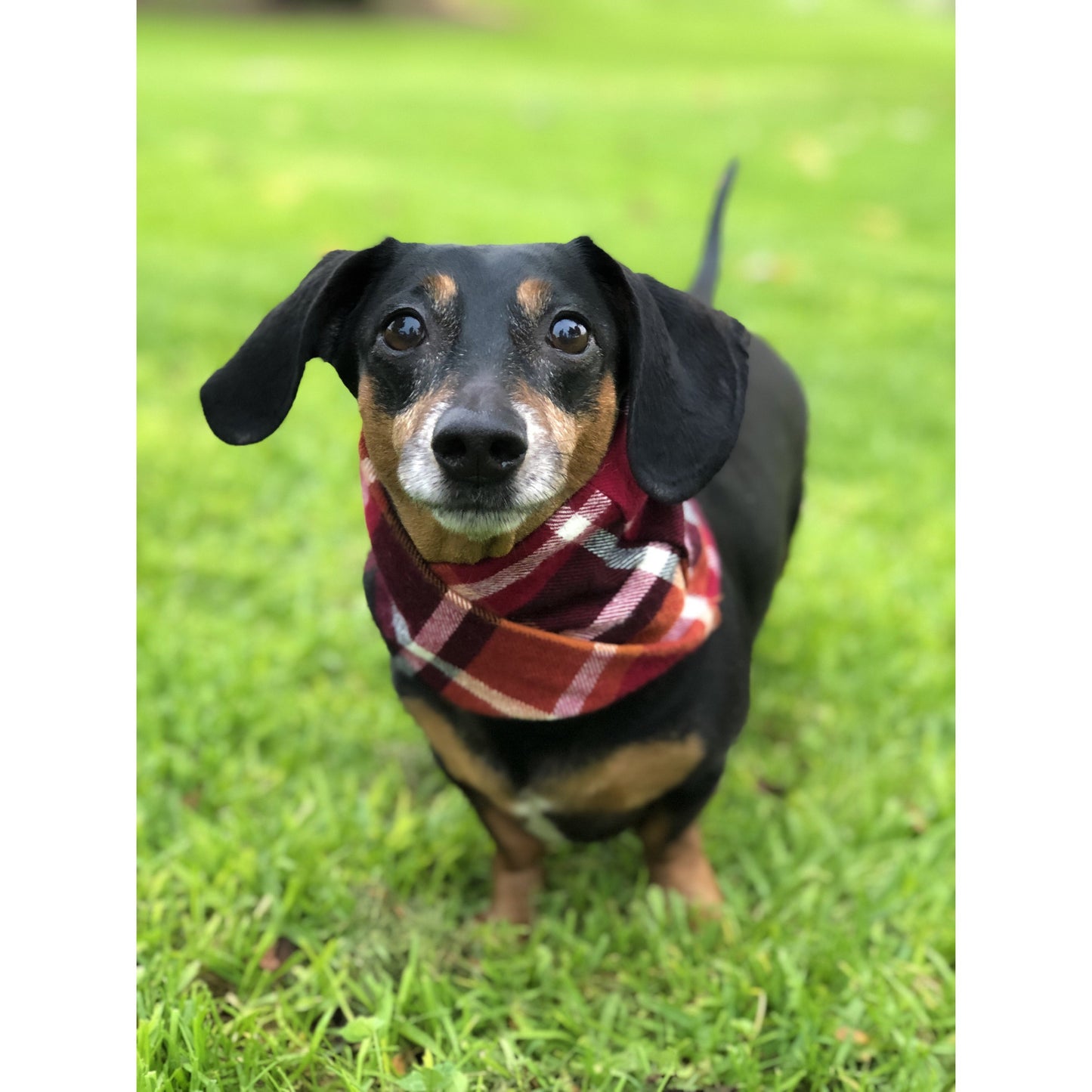 Spice Latte - Dog Scarf